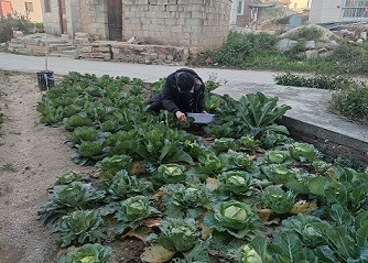 中國石油大學(華東)志愿服務隊鄉村志愿勞動