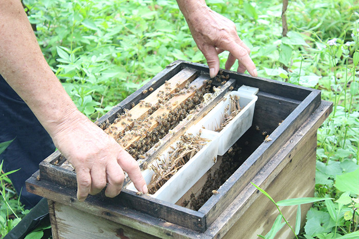 青春“蜜”碼助振興——廣外藝青年解鎖水冚蜂蜜產業新動能