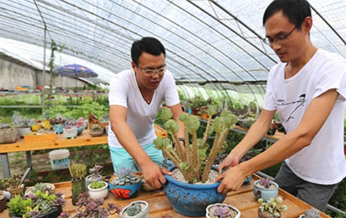 江蘇連云港大學生村官種植多肉植物致富