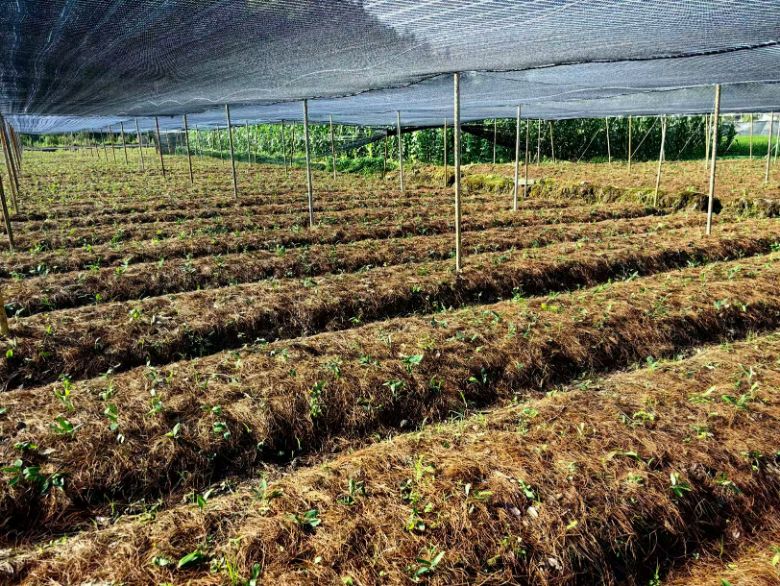 ɽr(nng)W(xu)al(xing)d