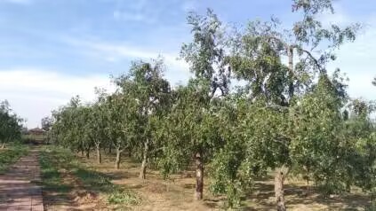 秋來(lái)紅棗壓枝繁,產(chǎn)業(yè)興旺謀發(fā)展 ——茌平圓鈴大棗特色