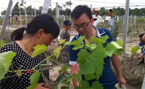 安徽大學(xué)生村官崔強(qiáng)同志