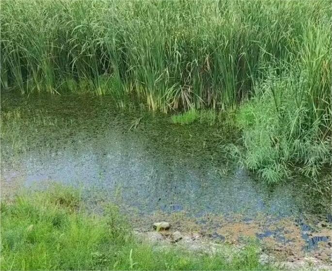 ˹SYF(tun)ɾ^ˮwF(xin)ˮ̎{(dio)