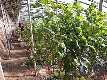 GɫЙC(j)a(chn)l(xing)彛(jng)(j)d